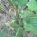大耳毛种苗2毛钱每棵东风菜