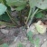 大耳毛种苗2毛钱每棵东风菜