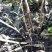 大耳毛种苗2毛钱每棵东风菜