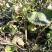 大耳毛种苗2毛钱每棵东风菜