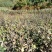 大耳毛种苗2毛钱每棵东风菜
