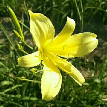 专供黄花菜苗子