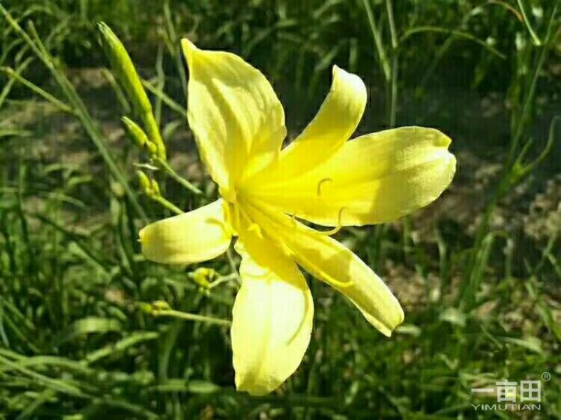 专供黄花菜苗子