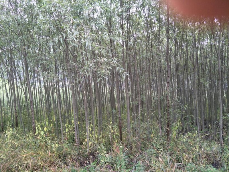 专供黄花菜苗子