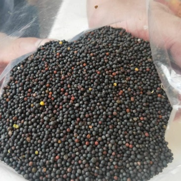 油菜籽
