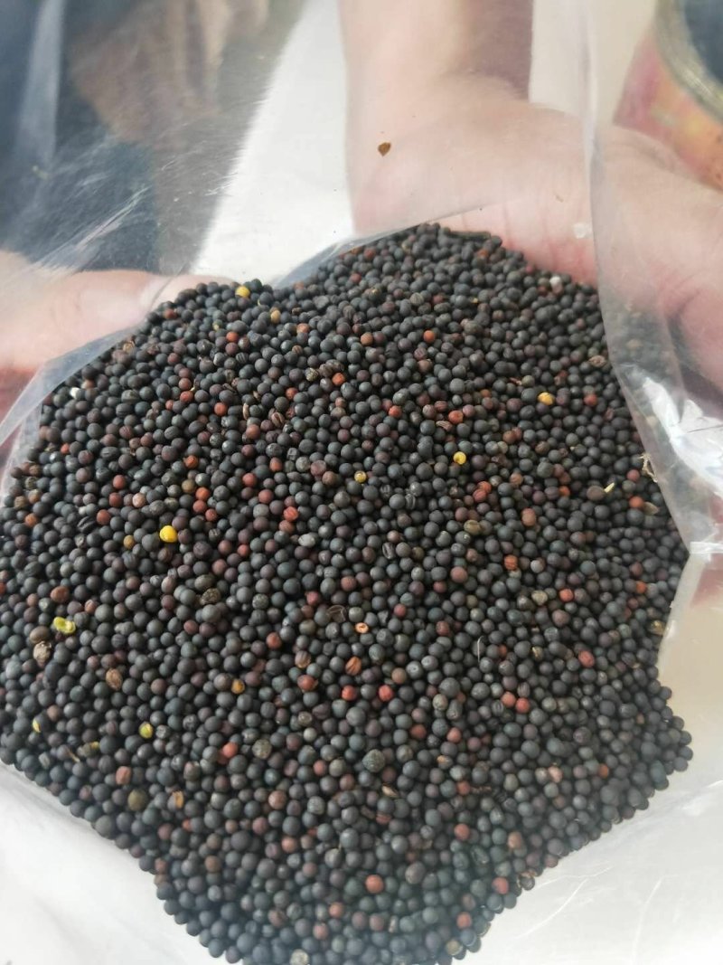油菜籽