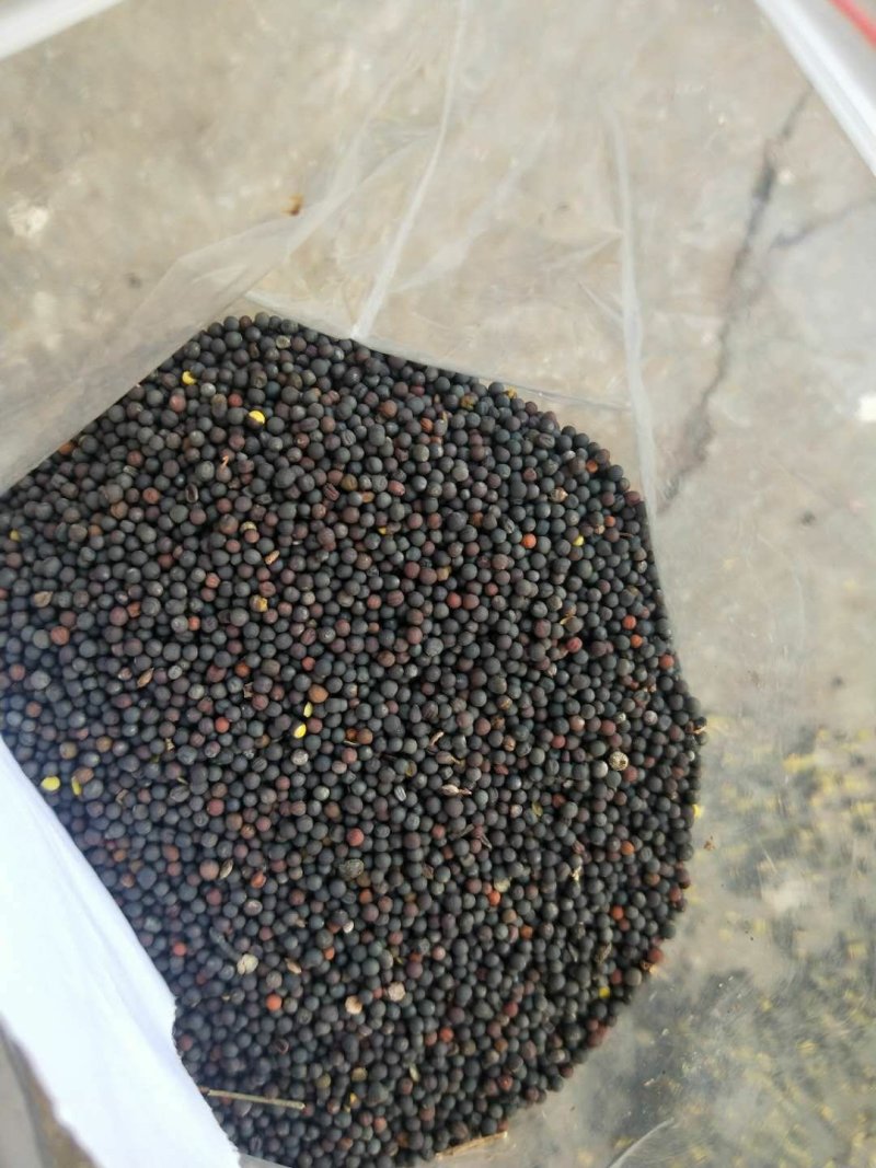 油菜籽