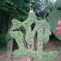 造型树