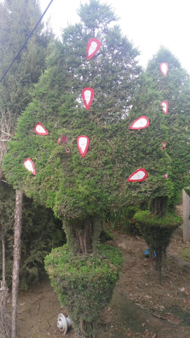 造型树