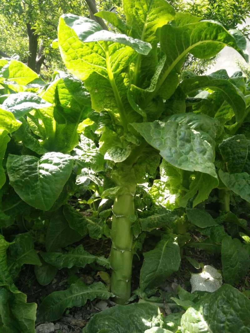 三青莴笋，已经大量上市