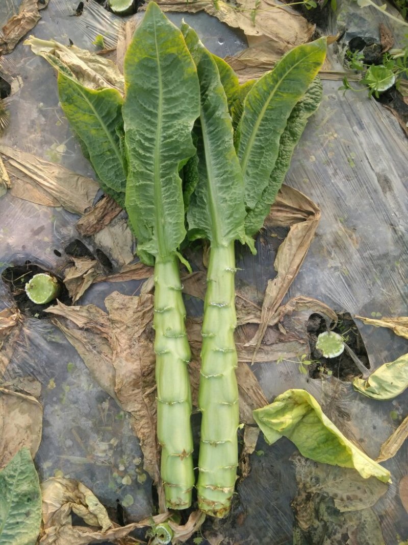 三青莴笋，已经大量上市
