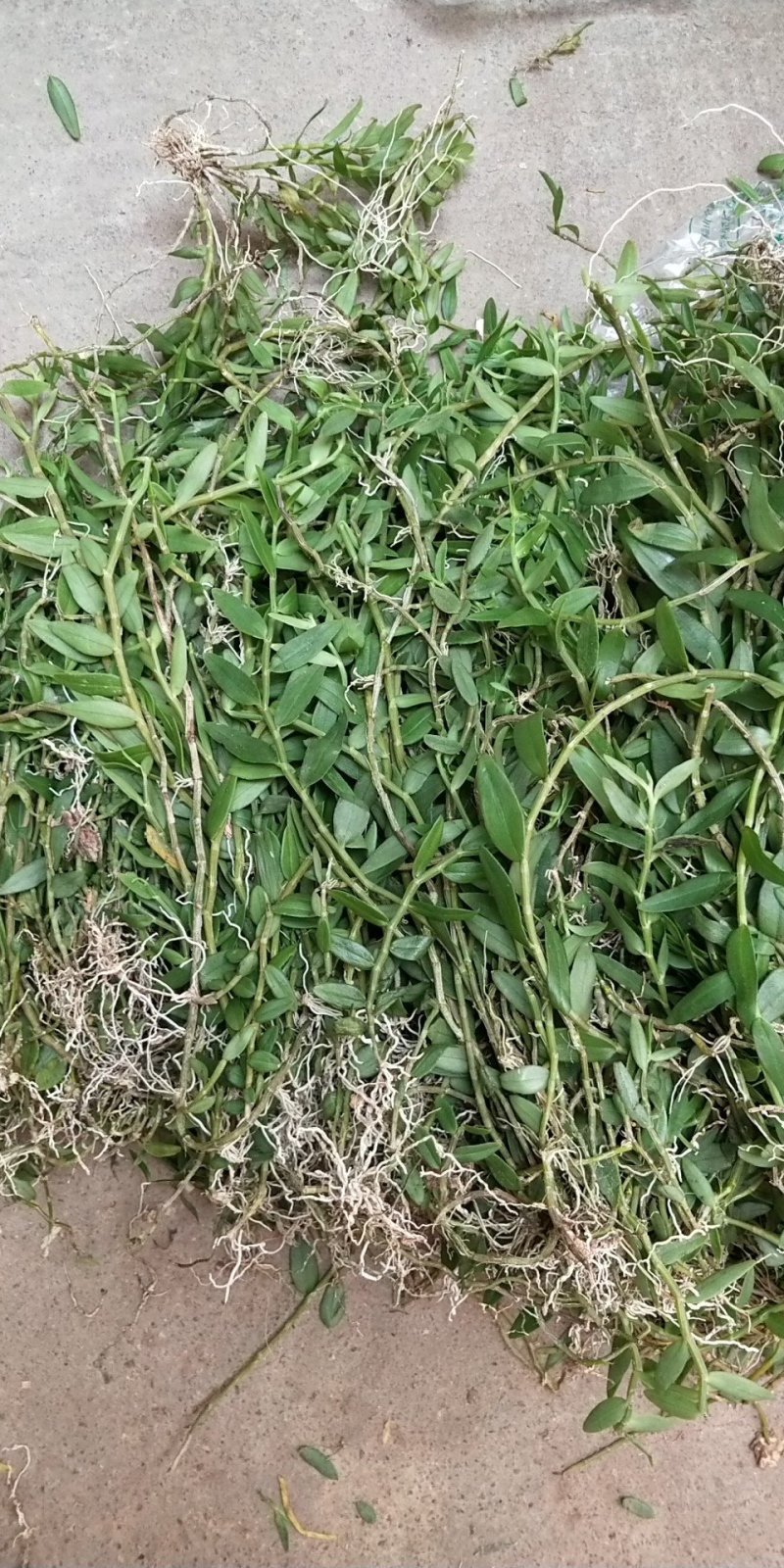 广西野生美花石斛