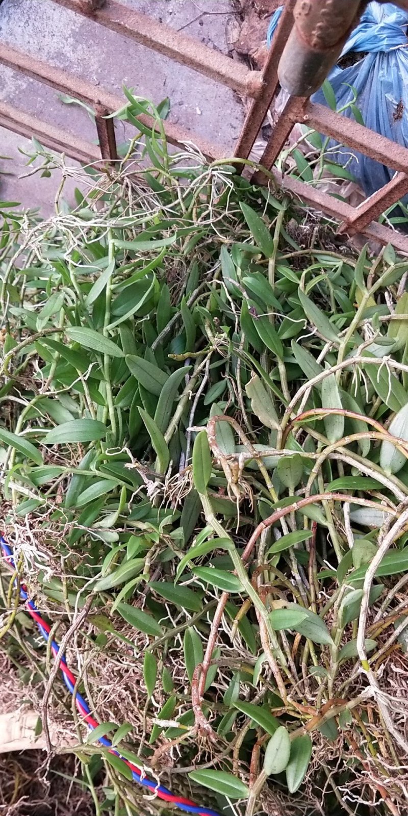 广西野生美花石斛