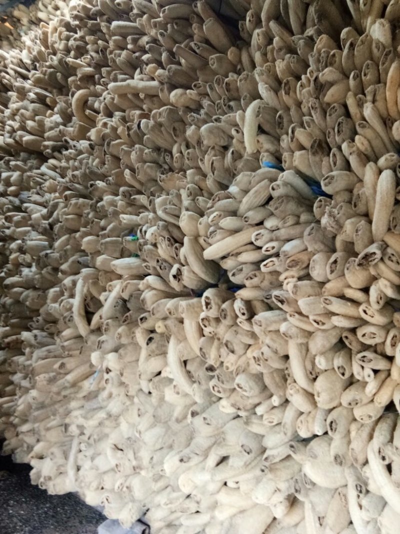丝瓜络