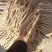 党参特大条新货