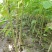 大量楸树小苗供应