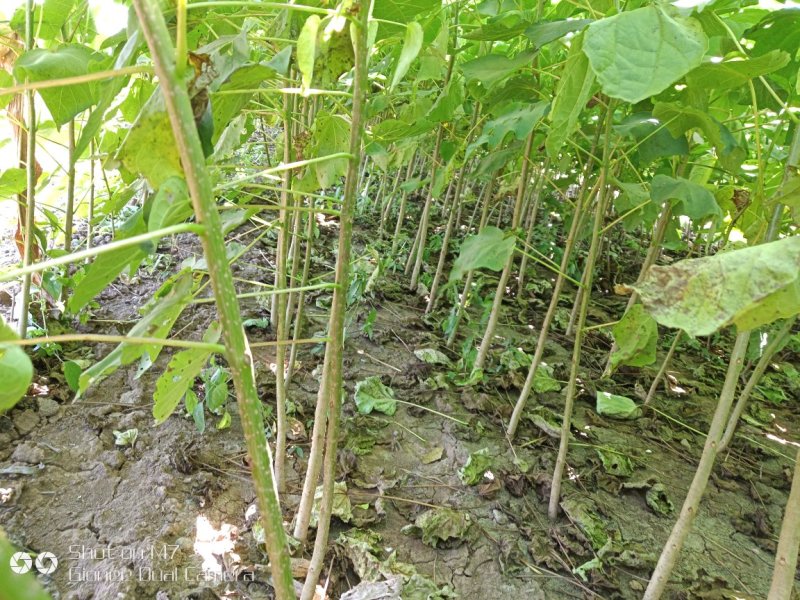 大量楸树小苗供应