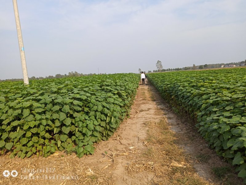 大量楸树小苗供应