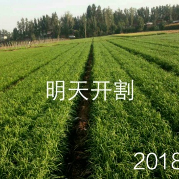 根粗叶宽优质韭菜价格合理，欢迎预定。