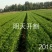 根粗叶宽优质韭菜价格合理，欢迎预定。