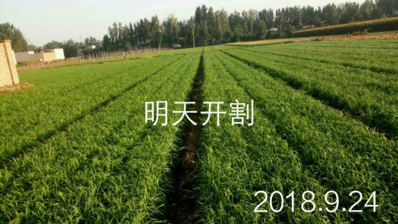 根粗叶宽优质韭菜价格合理，欢迎预定。