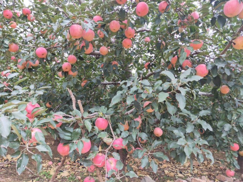 绥中县寒富韩富苹果大量上市