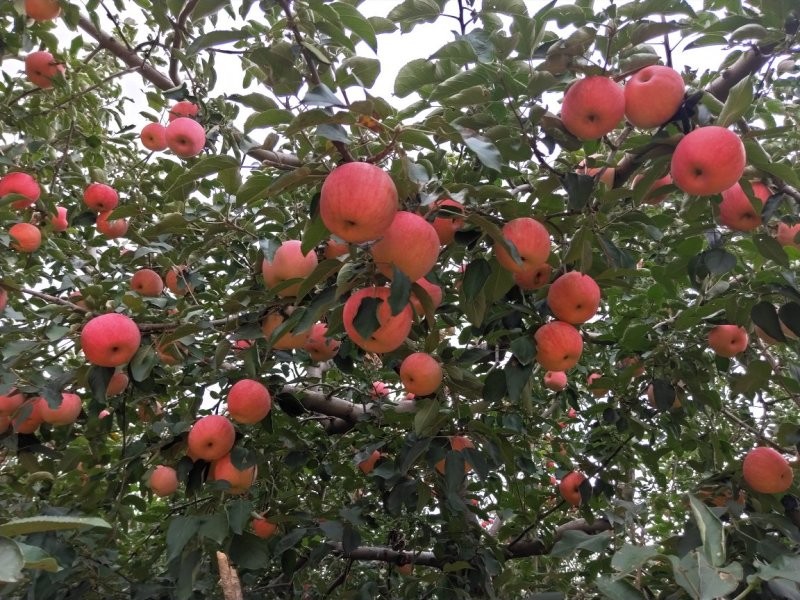 绥中县寒富韩富苹果大量上市