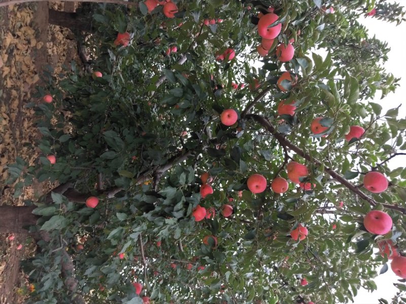 绥中县寒富韩富苹果大量上市