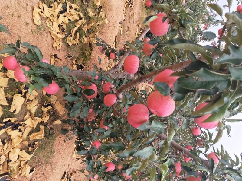 绥中县寒富韩富苹果大量上市