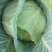 平包洋白菜奥奇娜系列