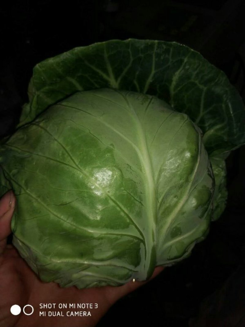 平包洋白菜奥奇娜系列
