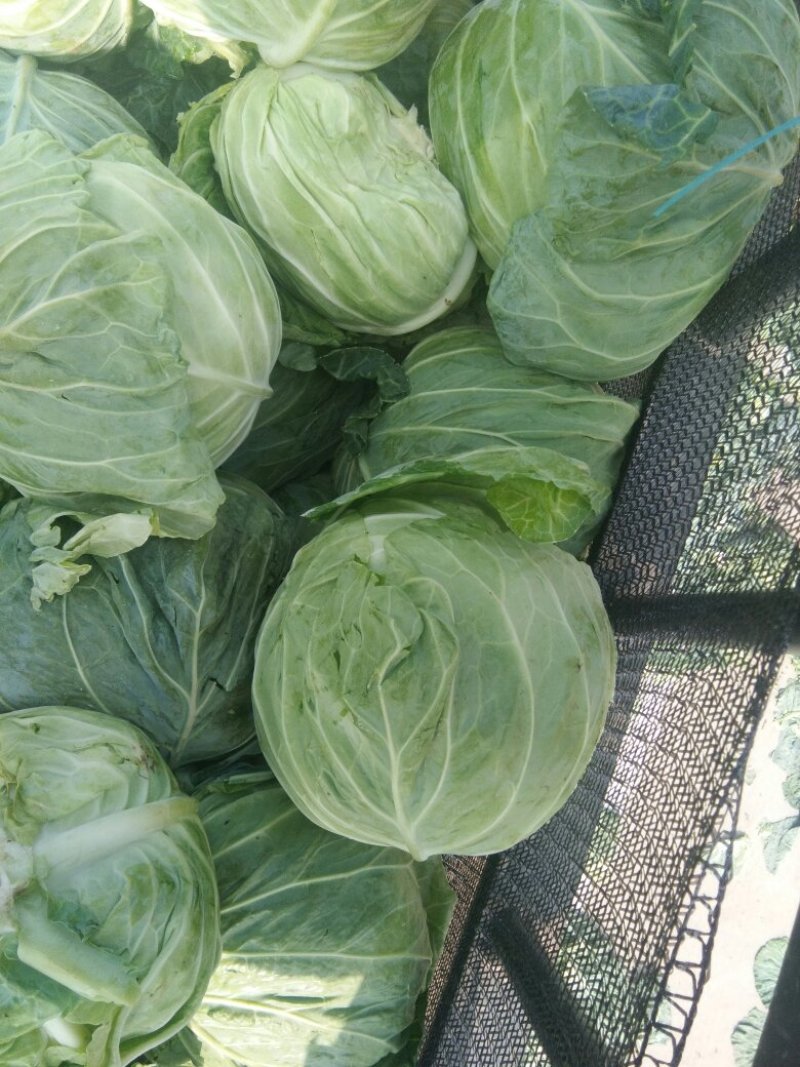 平包洋白菜奥奇娜系列