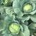 平包洋白菜奥奇娜系列