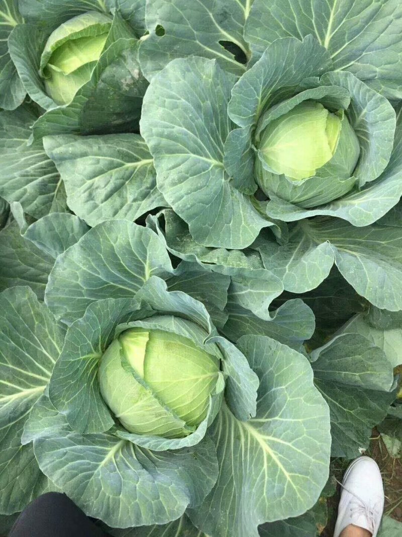 平包洋白菜奥奇娜系列