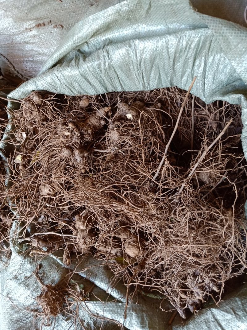 朱砂点苍术