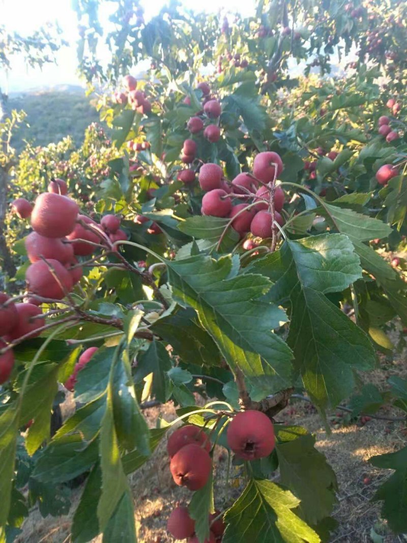 山楂