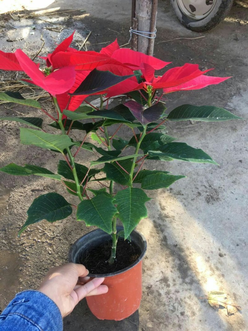 一品红，高品质，租摆绿化量大价优青州货源