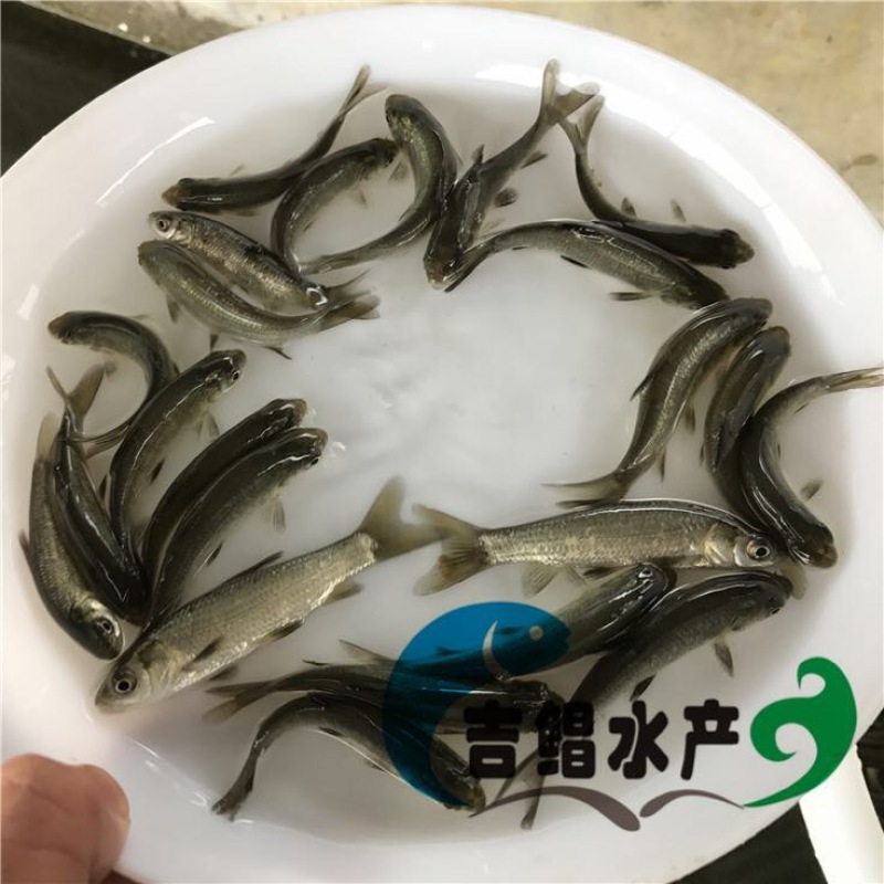 青鱼苗黑鲩鱼苗