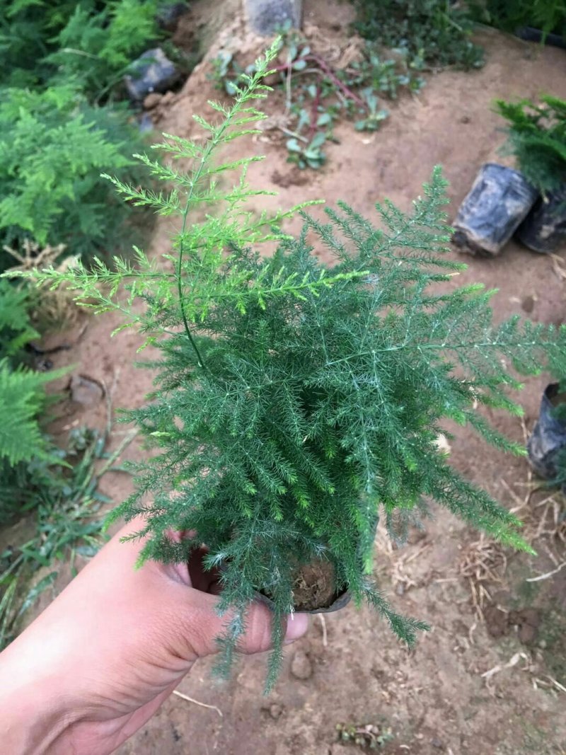 文竹，2020年新文竹，文竹盆景，电商专供文竹