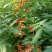九叶青花椒苗，天知椒花椒苗，本基地保证品种纯正，质量优