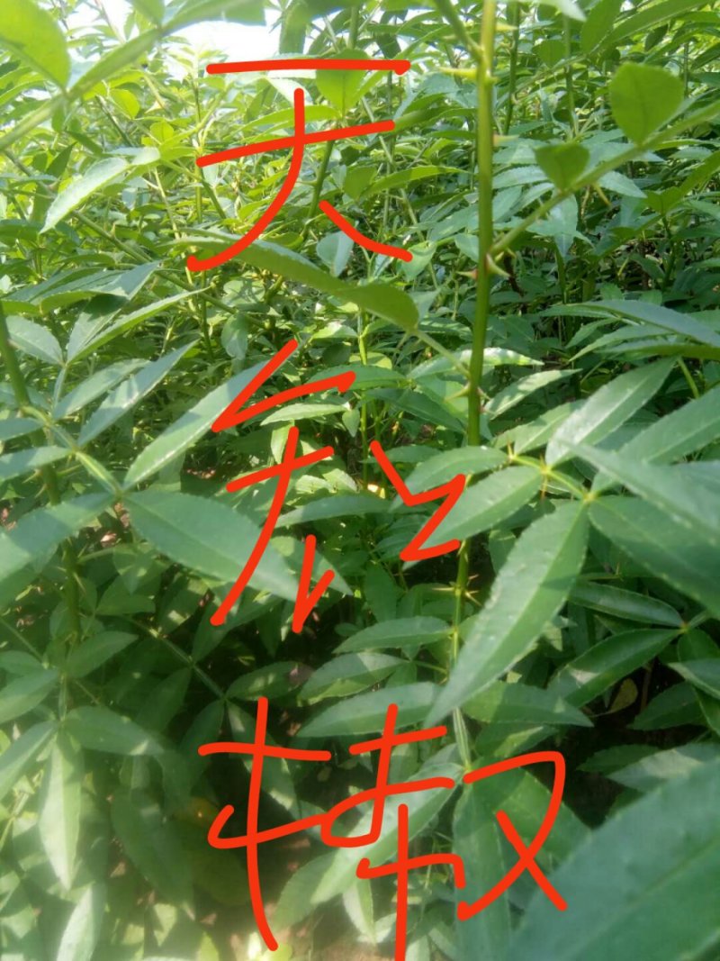 九叶青花椒苗，天知椒花椒苗，本基地保证品种纯正，质量优