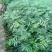 九叶青花椒苗，天知椒花椒苗，本基地保证品种纯正，质量优