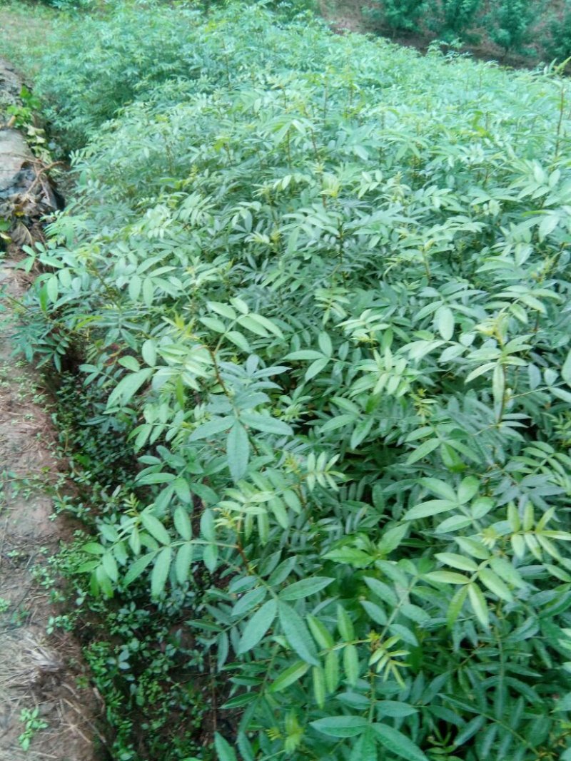 九叶青花椒苗，天知椒花椒苗，本基地保证品种纯正，质量优