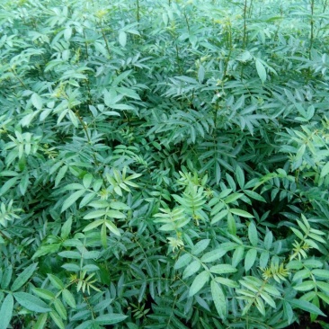 九叶青花椒苗，天知椒花椒苗，本基地保证品种纯正，质量优