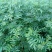 九叶青花椒苗，天知椒花椒苗，本基地保证品种纯正，质量优