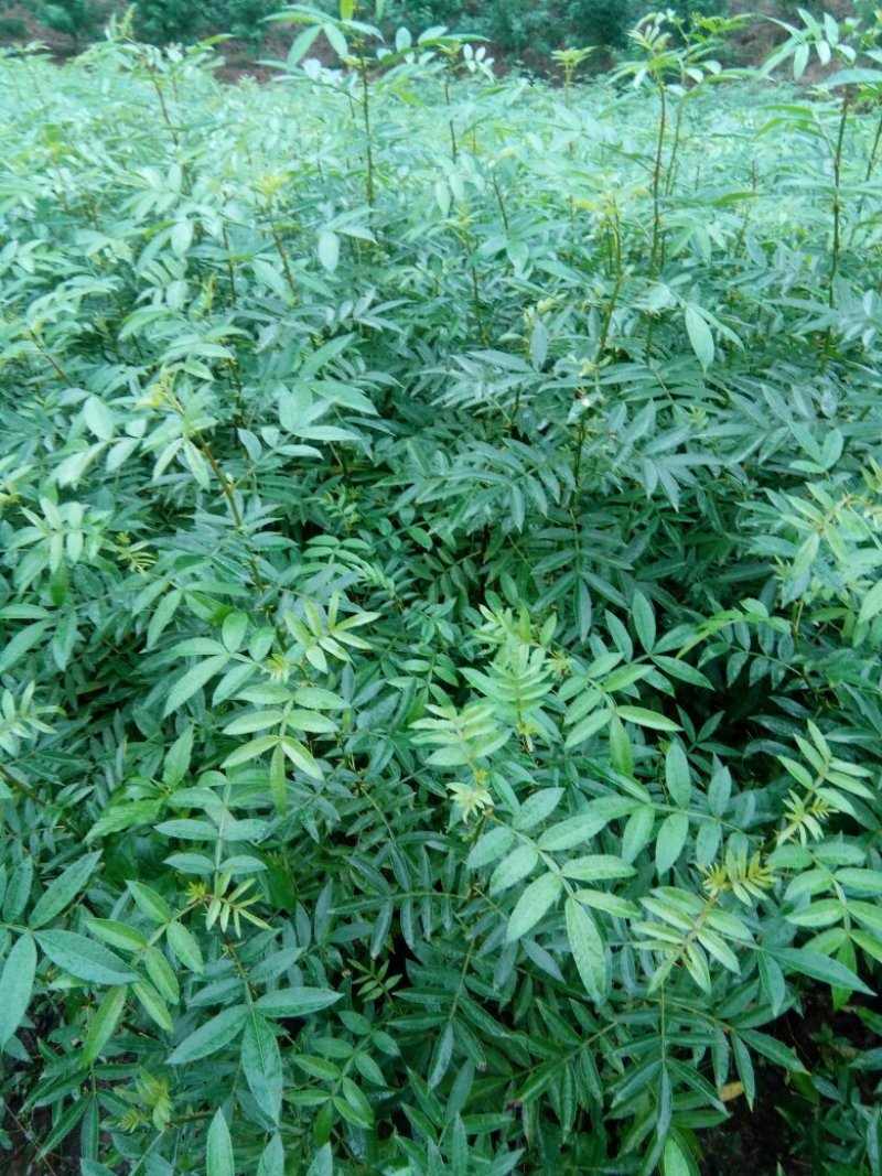 九叶青花椒苗，天知椒花椒苗，本基地保证品种纯正，质量优