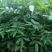 九叶青花椒苗，天知椒花椒苗，本基地保证品种纯正，质量优