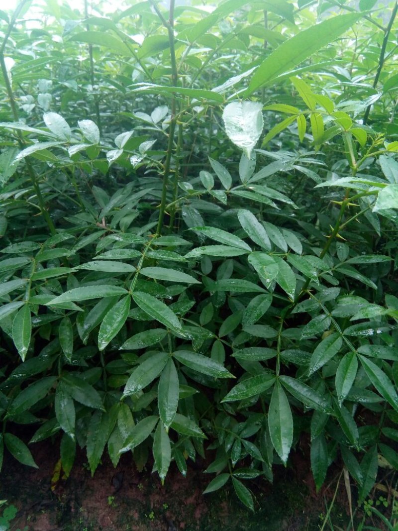 九叶青花椒苗，天知椒花椒苗，本基地保证品种纯正，质量优