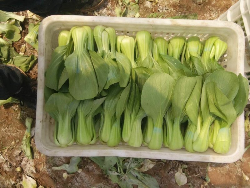 精品生菜大量上市需要联系