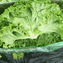 精品生菜大量上市需要联系
